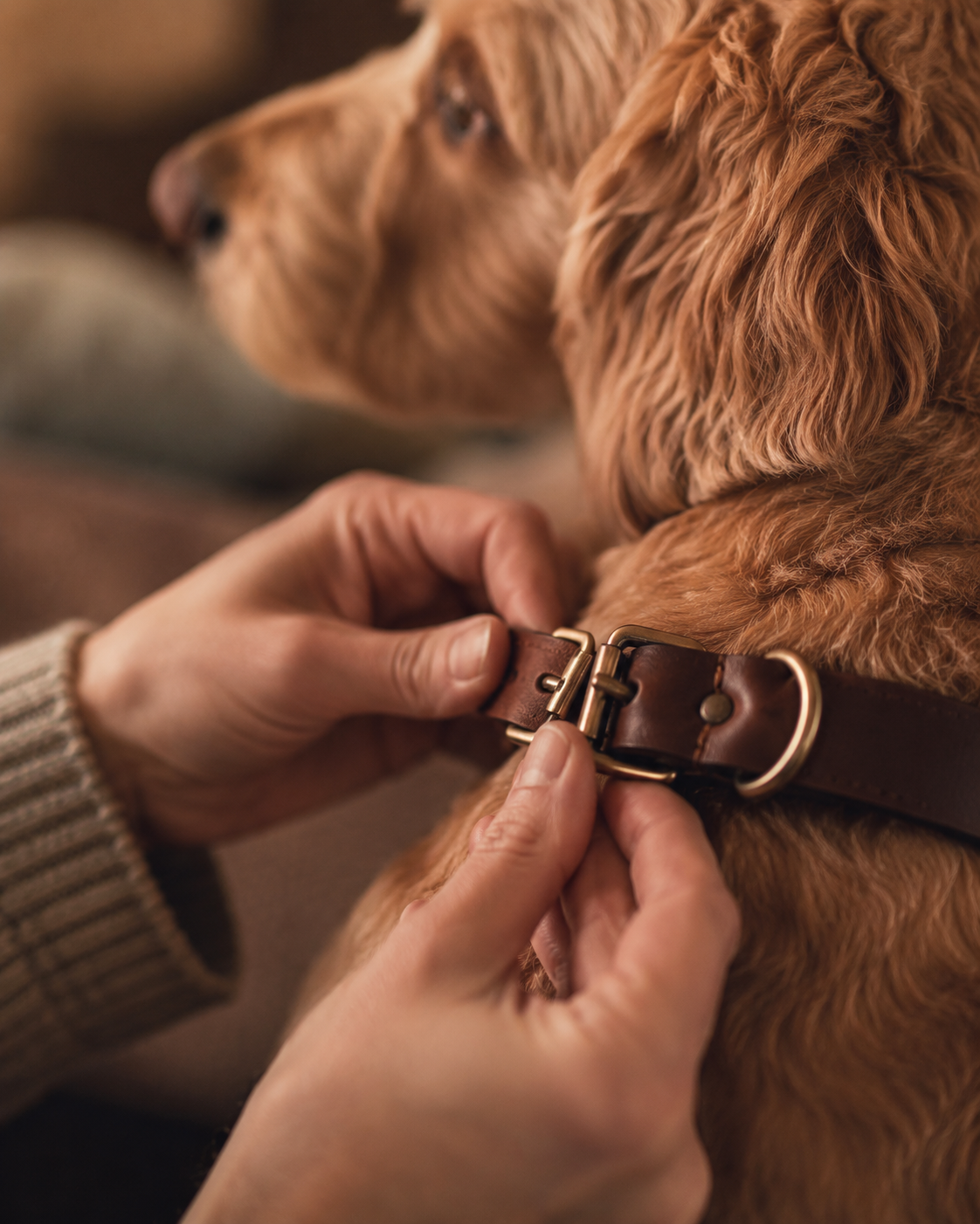 Pet products & accessories — close detail of the craft, captured for content